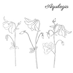 Aquilegia flower hand drawn graphic vector botanical illustration, doodle ink sketch isolated on white, contour style, line art for design pattern, greeting card, wedding invitation, cosmetic template