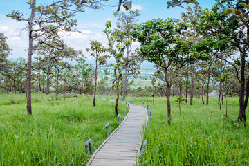 wooden walkway through in deep rain forest with morning light