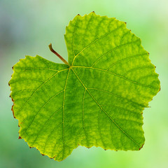 feuille de vigne