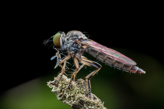 Robber fly eating fly