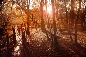 Autumn fall colors wooden path in a forest with trees and leaves in beautiful sunlight