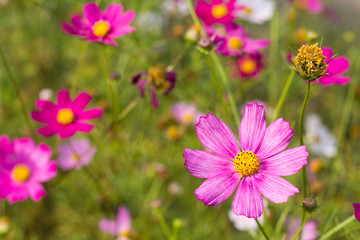 Obraz premium jasne kolorowe kwiaty w zielonym ogrodzie letnim