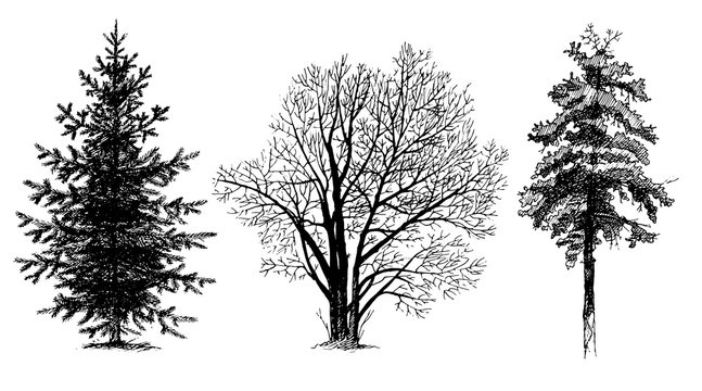 Set of tree silhouettes. Shading painting. Vector