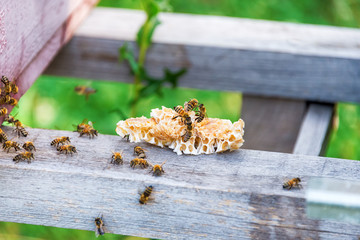 Honey bees swarming and flying around their beehive