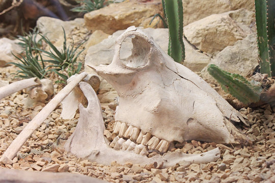 Animal skull among the rocks and cactus in a desert