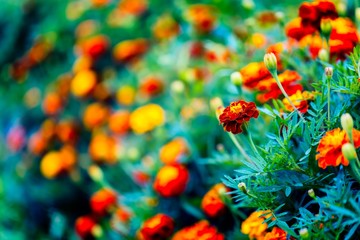 Obraz na płótnie Canvas Beautiful garden marigolds blooming