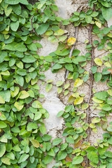 Green creeper plant on wall.