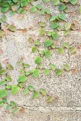 Green creeper plant on wall.