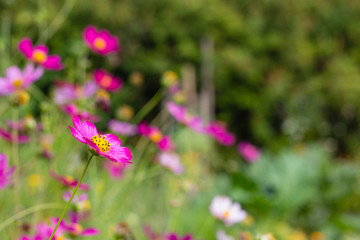 bright colorful flowers in green summer garden