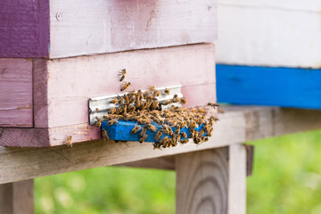 Honey bees swarming and flying around their beehive.