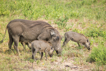 Warzenschwein mit Jungtieren im iSimangaliso-Wetland-Park, Südafrika