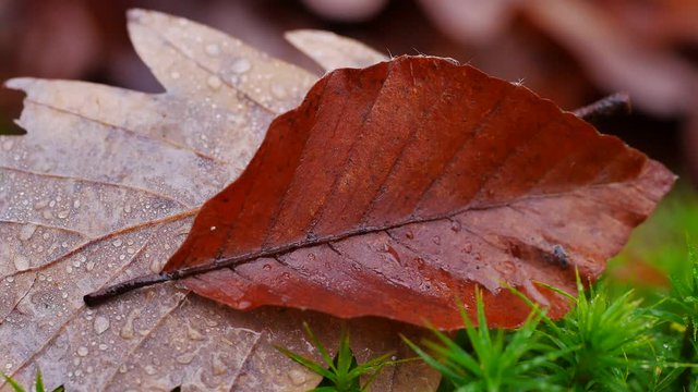 Buchen- und Eichenblatt im Laubwald, Fagus, Quercus