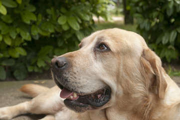 Portrait of a labrador looking up