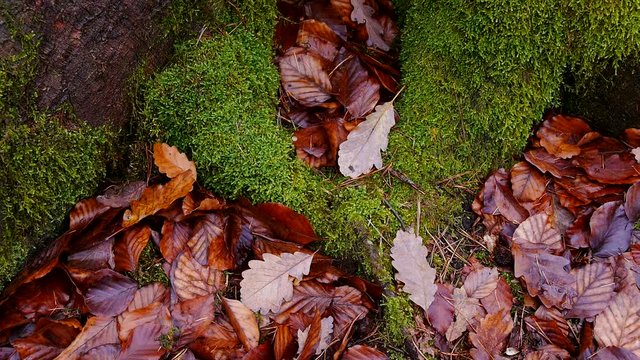 Herbstbl&auml;tter im Laubwald
