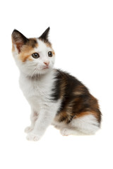 Beautiful little tricolor kitten, isolated on white