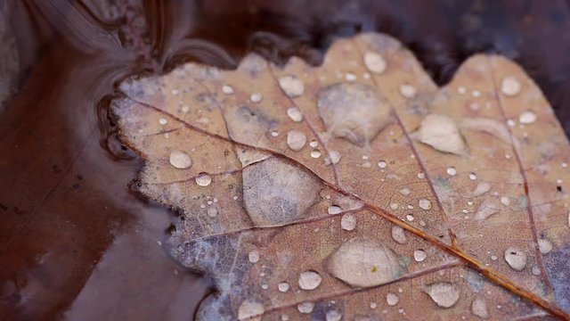 Eichenblatt mit Wassertropfen