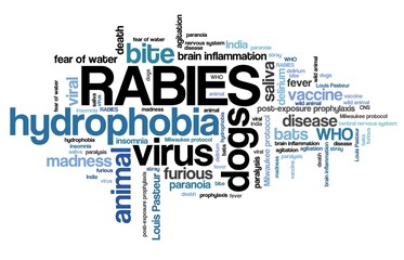 Fototapeta premium Rabies