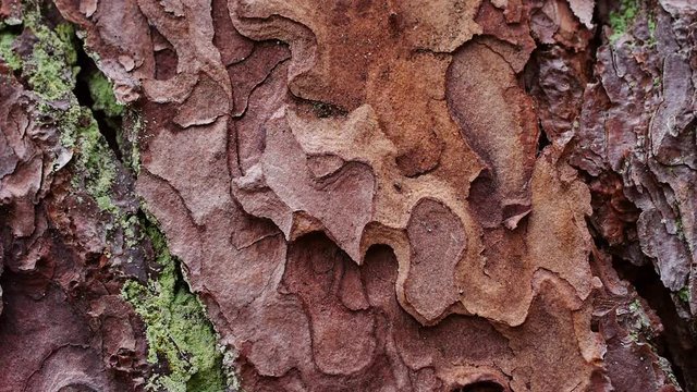 Borke der Waldkiefer, Pinus sylvestris