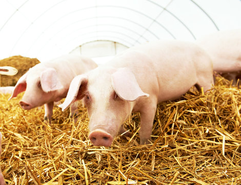 Two young piglet at pig breeding farm