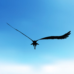 eagle silhouette