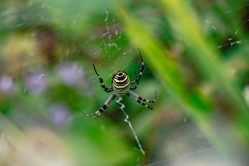 Yellow-black spider (Argiope bruennichi)
