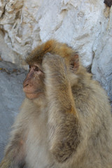 Obraz premium Macaco pensativo