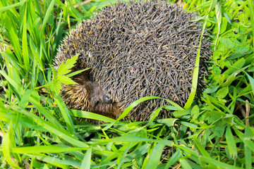 Hedgehog on green grass