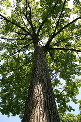 Straight stretch tree