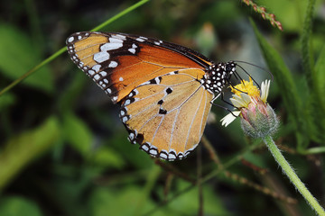 Close up monarch  butterfly wing on flowers