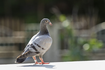 close up young speed racing pigeon bird standing on home cage ro