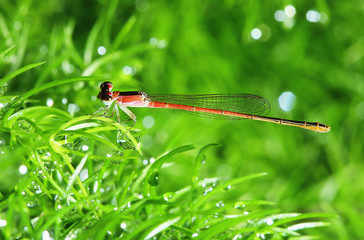 Dragonfly  on a  grass leaves outdoor with water drops