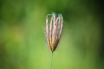 grass flower