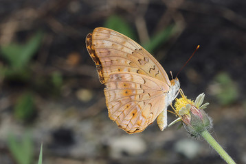 Close up common butterfly wing on flowers