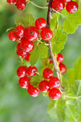 Red Currants In The Garden, Summer Harvest