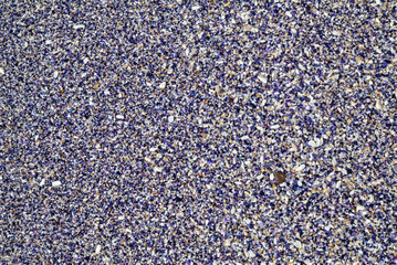 Colorful clam shells background