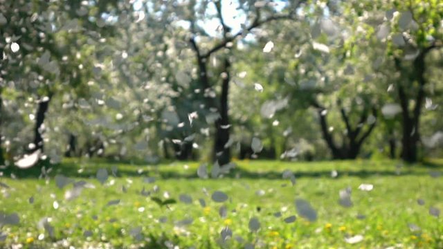 Lots of apple petals are falling against blur garden background in slow motion. Beautiful nature texture in sunny day. Shallow dof. Full HD footage 1920x1080.
