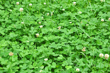 Fototapeta premium Green spring clover meadow (field) outdoor