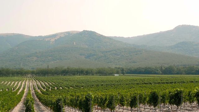 Grape Wineland Countryside Landscape Background of Hills With Mountain Backdrop