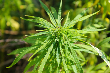 Cannabis (Marijuana) plant