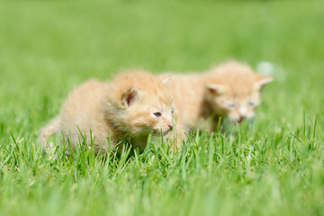 red kitten sitting on meadow