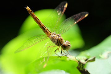 dragonfly