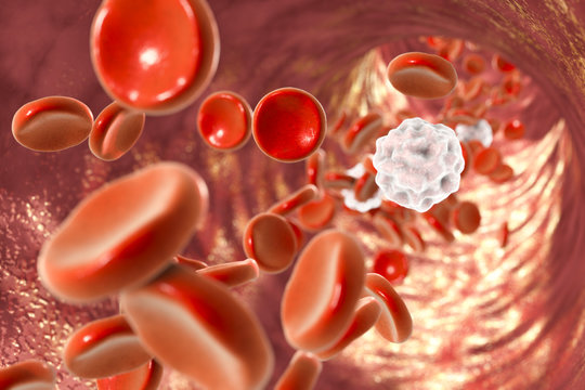 Inside blood vessel with red blood cells and white blood cells. 3D illustration