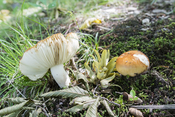 Russula mushroom in the grass.