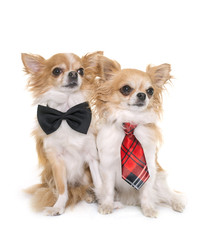 chihuahuas with tie