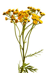 yellow flowers of wormwood, medicinal plant, isolate on a white