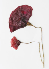 poppy dried pressed flowers on a white paper