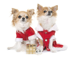 santa claus chihuahuas