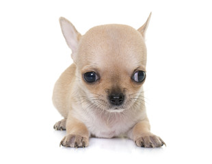 puppy chihuahua in studio © cynoclub