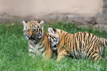 zwei kleine Amur Tigerbabys spielen zusammen