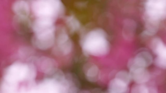 Natural defocused flowering background in soft pastel colors on the wind. Graceful spring texture. Attractive template for your design. Full HD footage 1920x1080.
